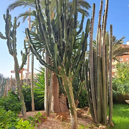 Garden * Torrevieja